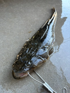 マゴチの釣果