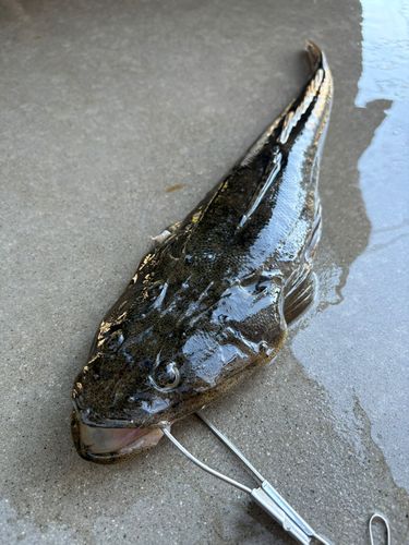 マゴチの釣果