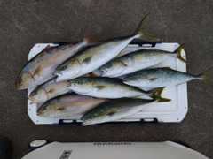 イナダの釣果