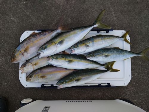 イナダの釣果
