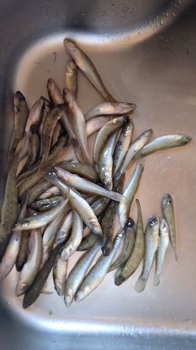 ハゼの釣果