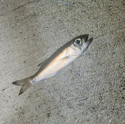ムツの釣果