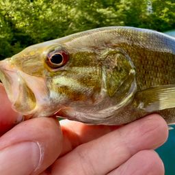 スモールマウスバス