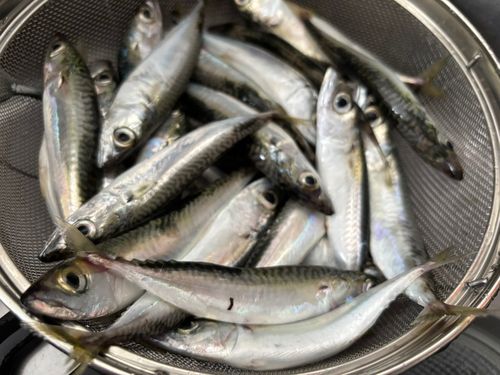 サバの釣果