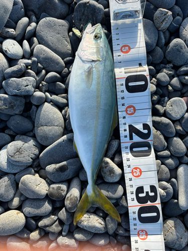 ワカシの釣果