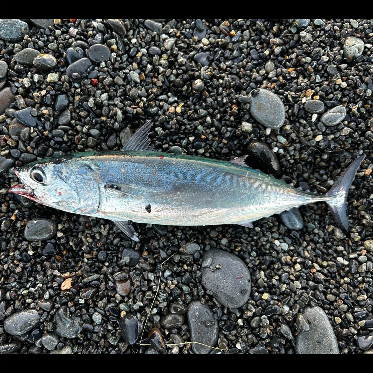 ソウダガツオ