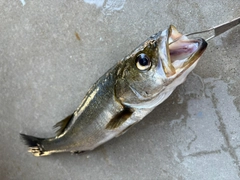 セイゴ（マルスズキ）の釣果