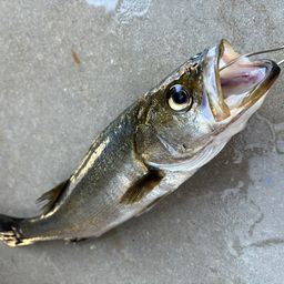 セイゴ（マルスズキ）