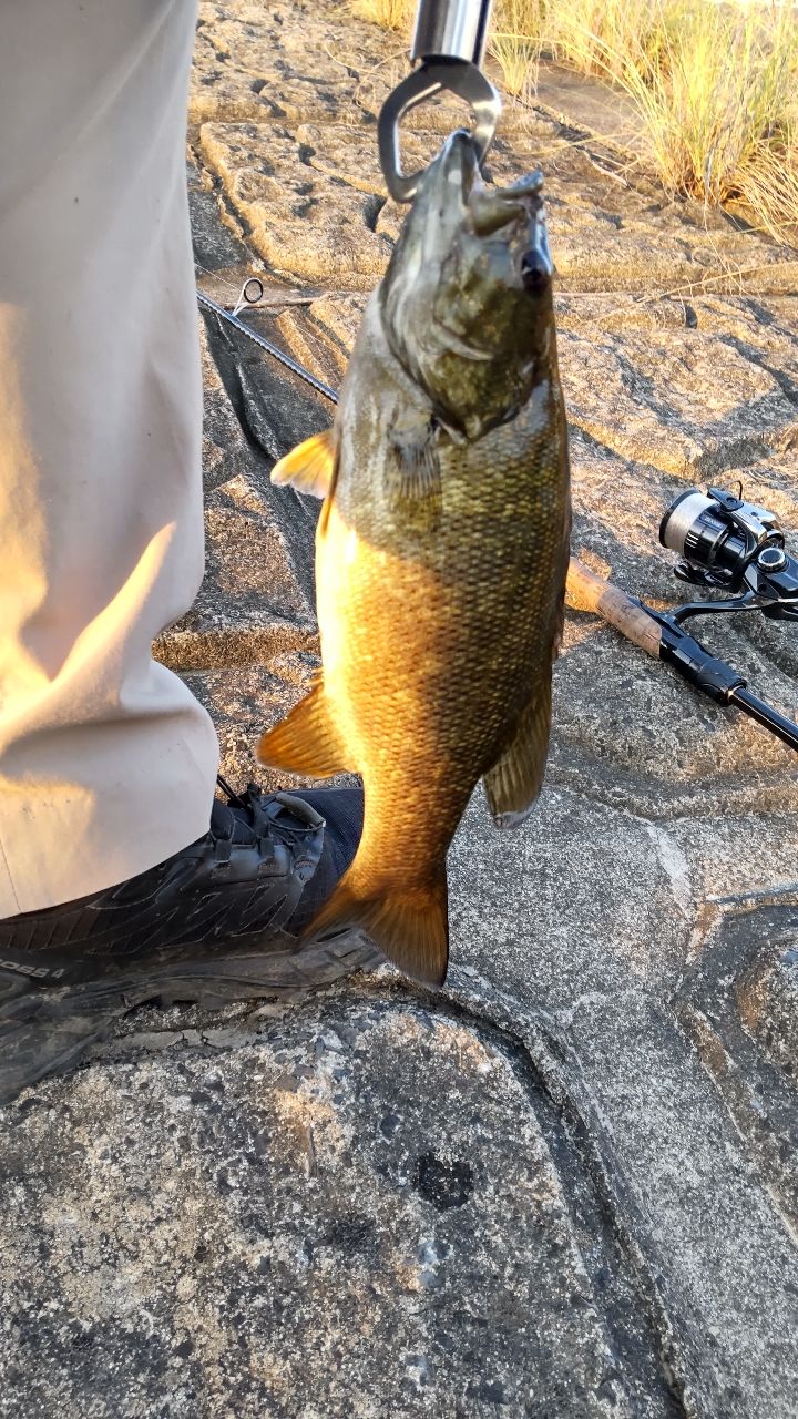 スモールマウスバス