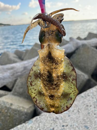 アオリイカの釣果