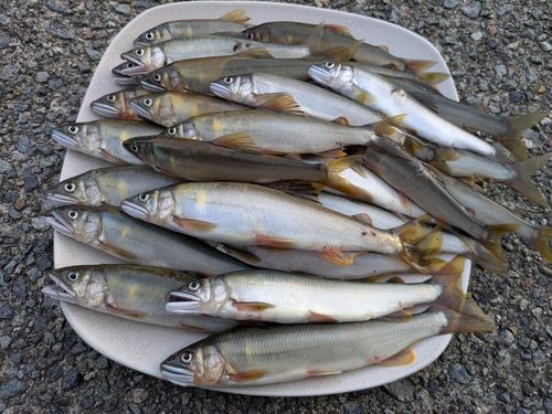 アユの釣果