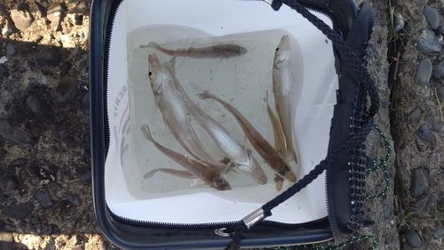 木更津沖堤防