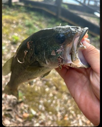 ブラックバスの釣果