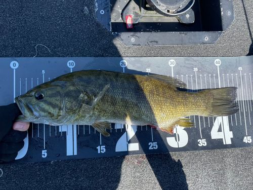 スモールマウスバスの釣果