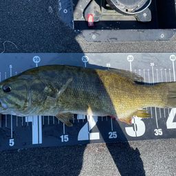 スモールマウスバス