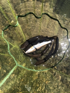 アユの釣果