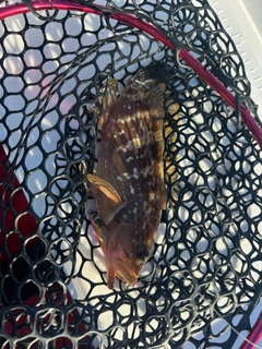 アコウの釣果