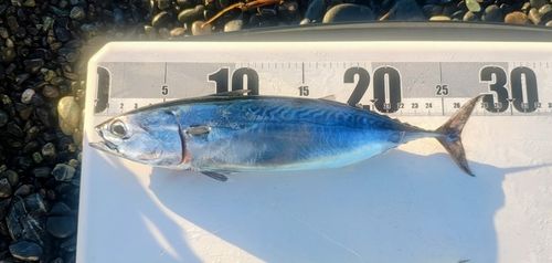 ヒラソウダの釣果