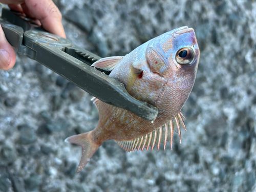 チャリコの釣果