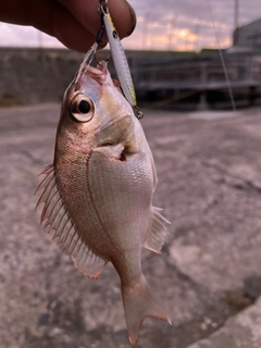 チャリコの釣果