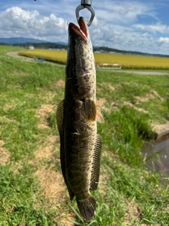 ライギョの釣果