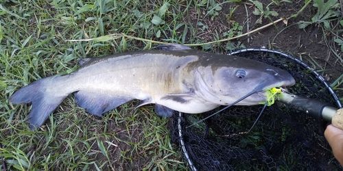 アメリカンキャットフィッシュの釣果