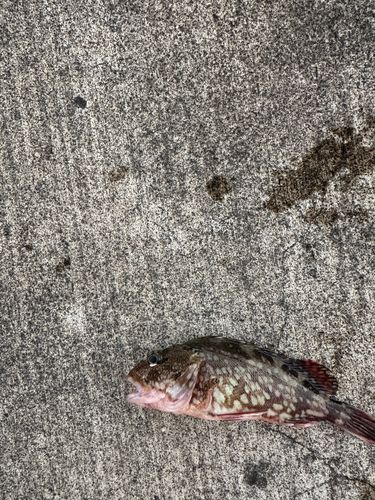 アイナメの釣果