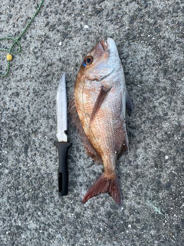マダイの釣果