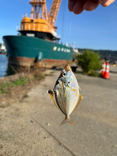 ヒイラギの釣果