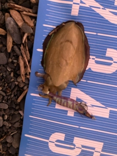 コウイカの釣果