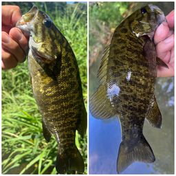 スモールマウスバス