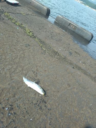 イワシの釣果