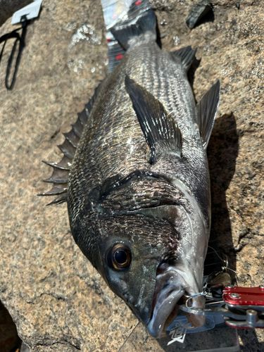チヌの釣果