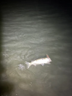 ボラの釣果