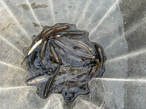 アユの釣果