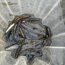 アユ
