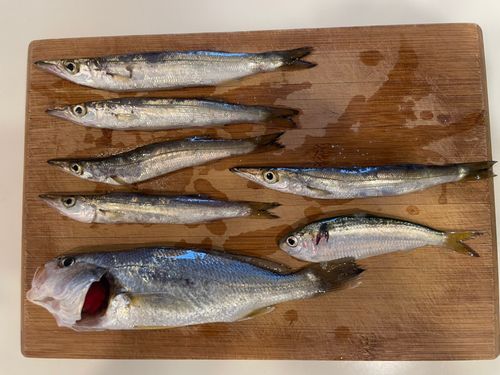 カマスの釣果