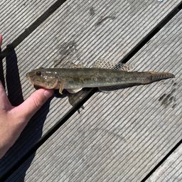 サバ