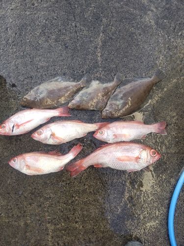 アカムツの釣果