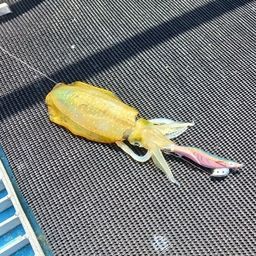 アオリイカ