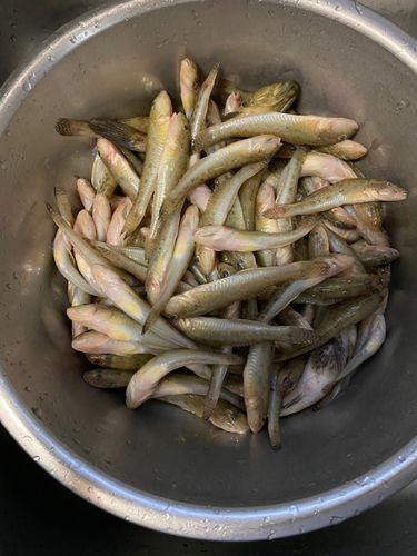 マハゼの釣果