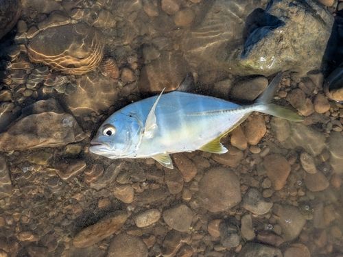メッキの釣果