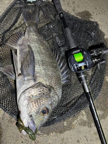 クロダイの釣果