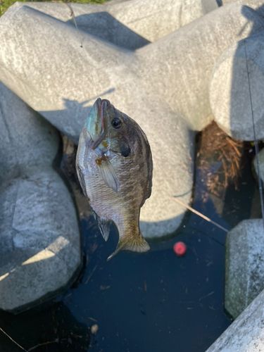 ブルーギルの釣果
