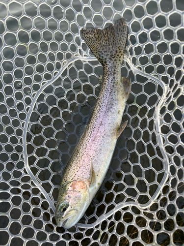 ニジマスの釣果