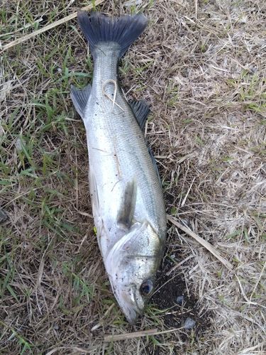 セイゴ（マルスズキ）の釣果