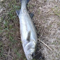 セイゴ（マルスズキ）