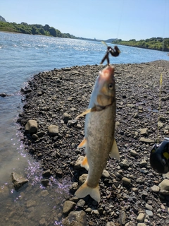 ウグイの釣果