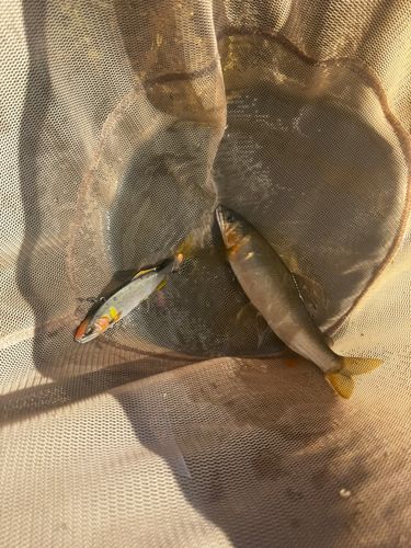 アユの釣果