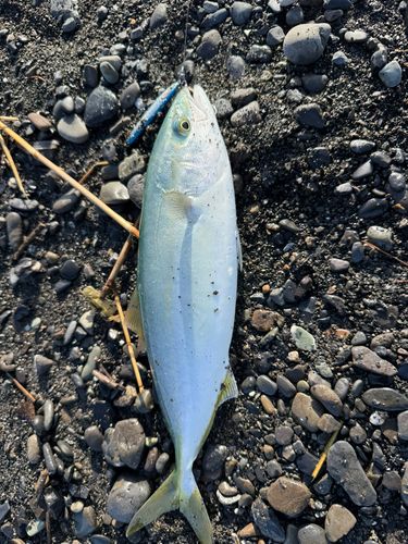ワカシの釣果